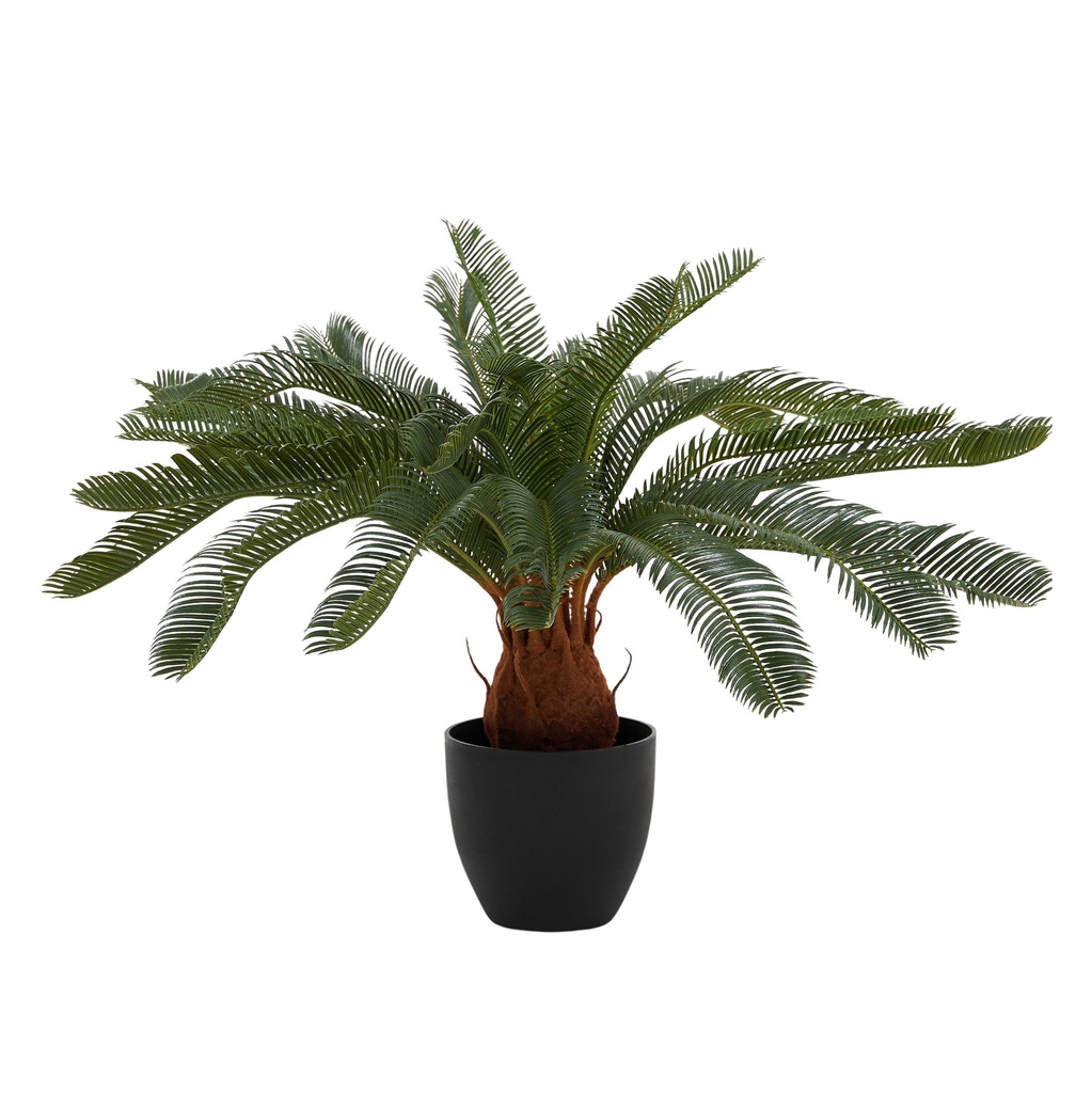 Cycas 72cm w/Pot 17x17cm