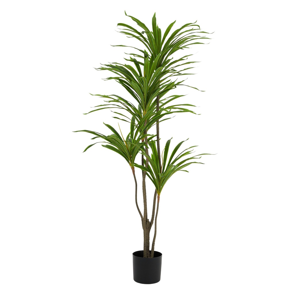 Dracaena RT 185cm w/Pot