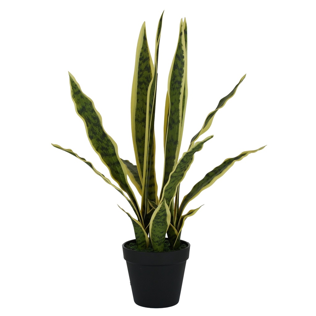 Snake Plant 45cm w/Pot
