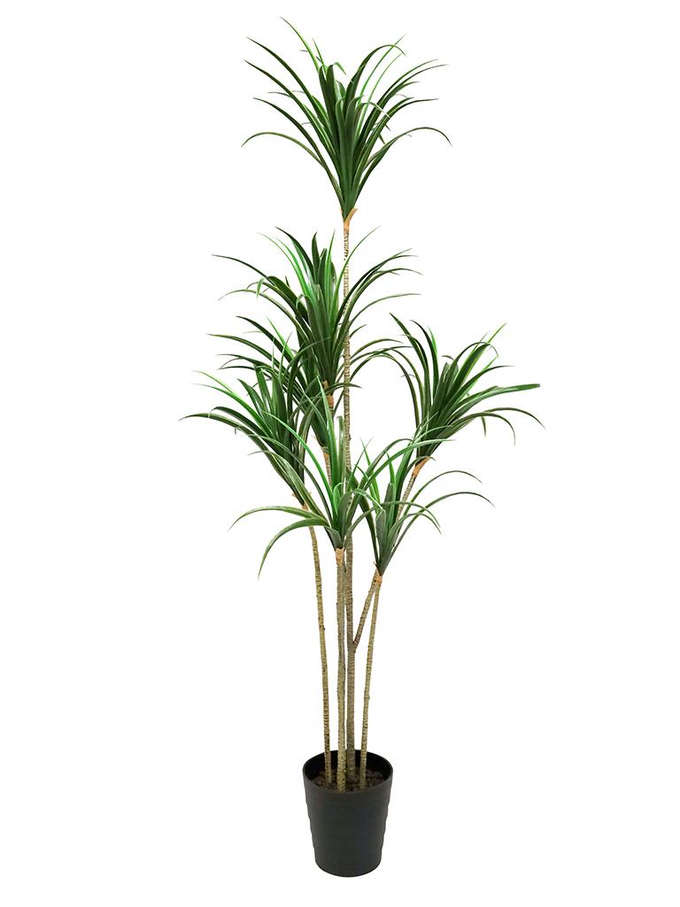 Dracanea 185cm w/Pot 