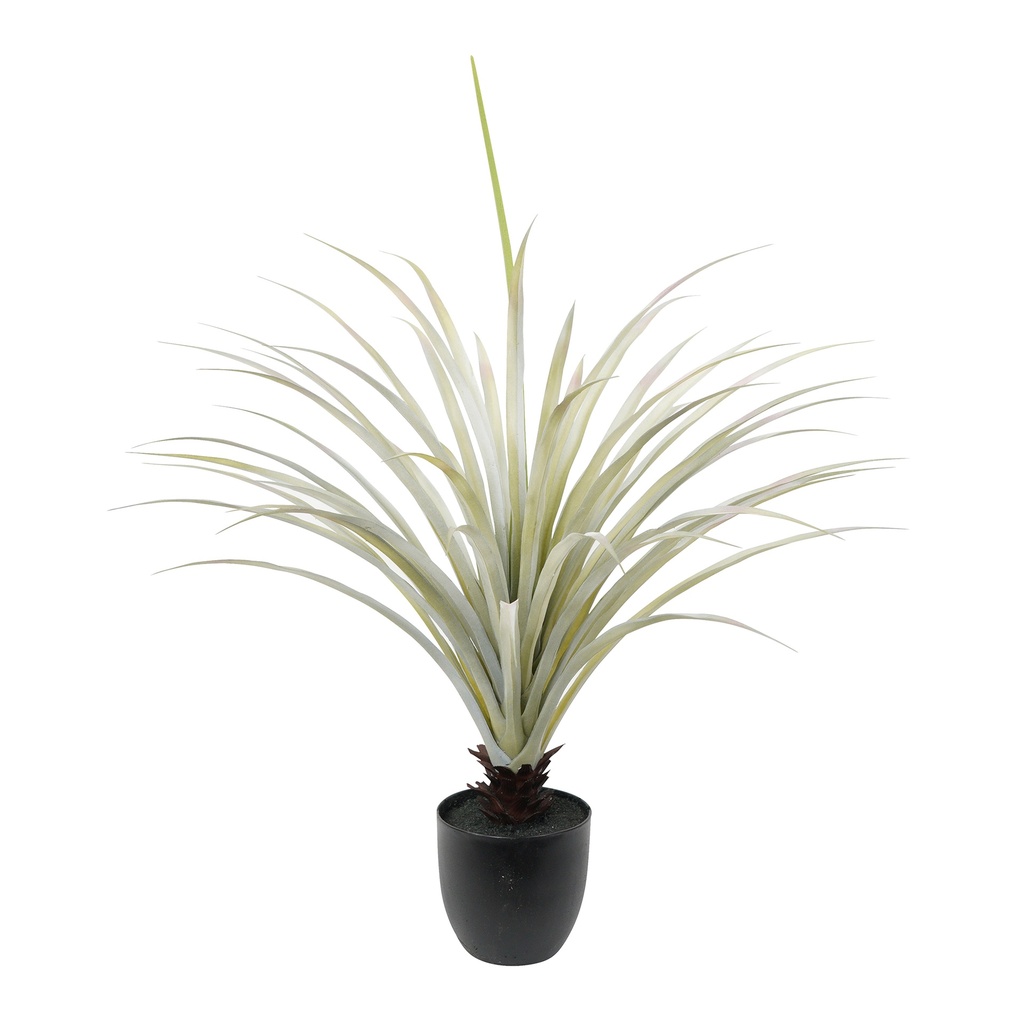 Yucca Plant 90cm 