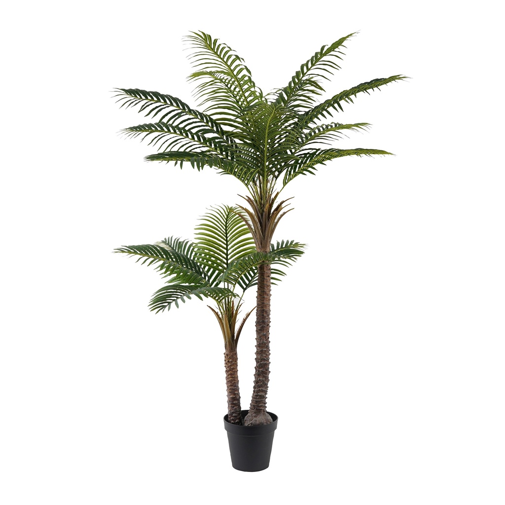 Kwai Palm 2 Stem Plant 190cm
