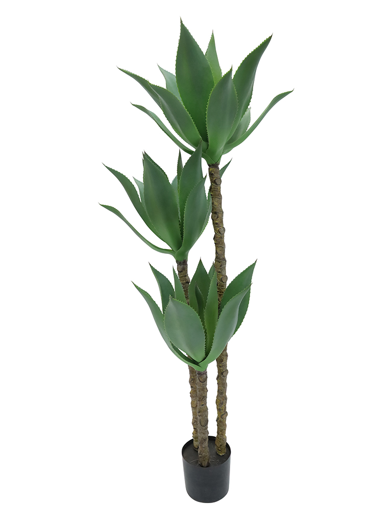 Agave 2 Stem Plant 150cm