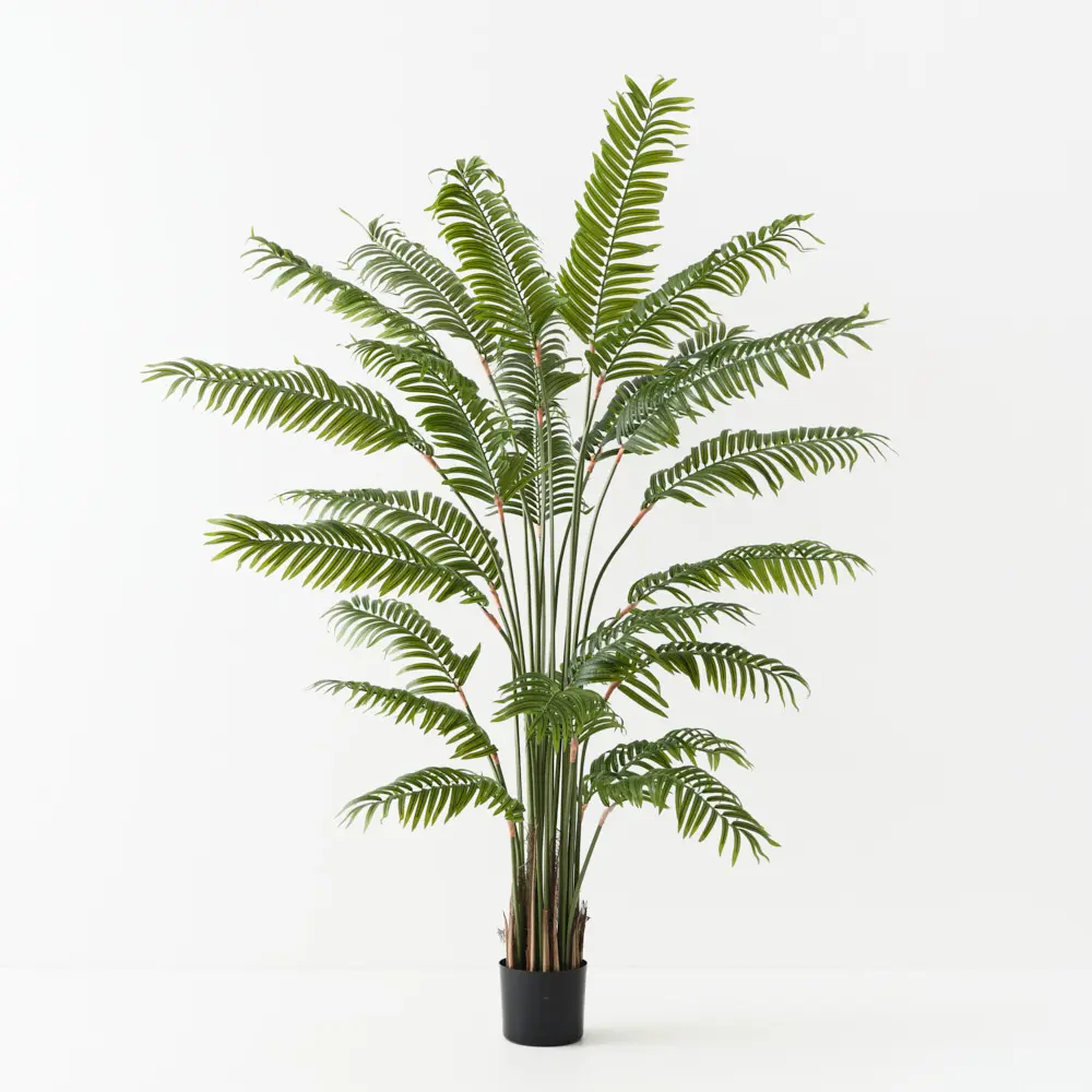 Palm Areca - 180cmh Green 