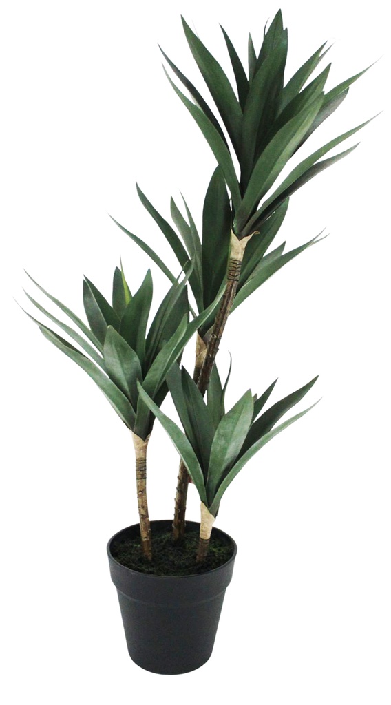 Yucca Quad 66cm w/Pot