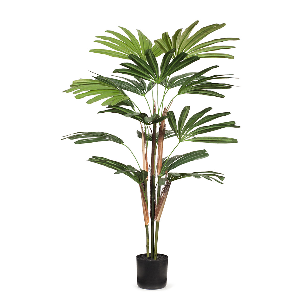 Palm Rhapis Green 91cmh