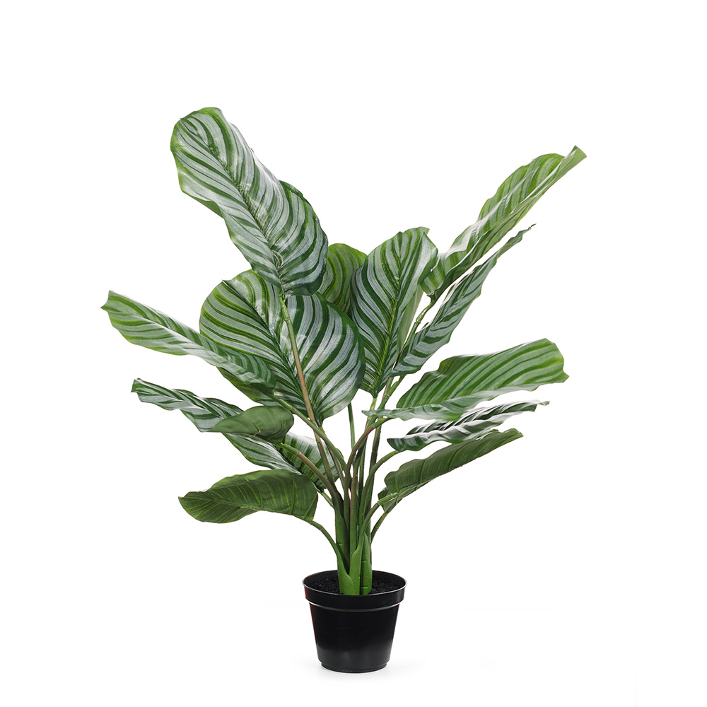 Calathea