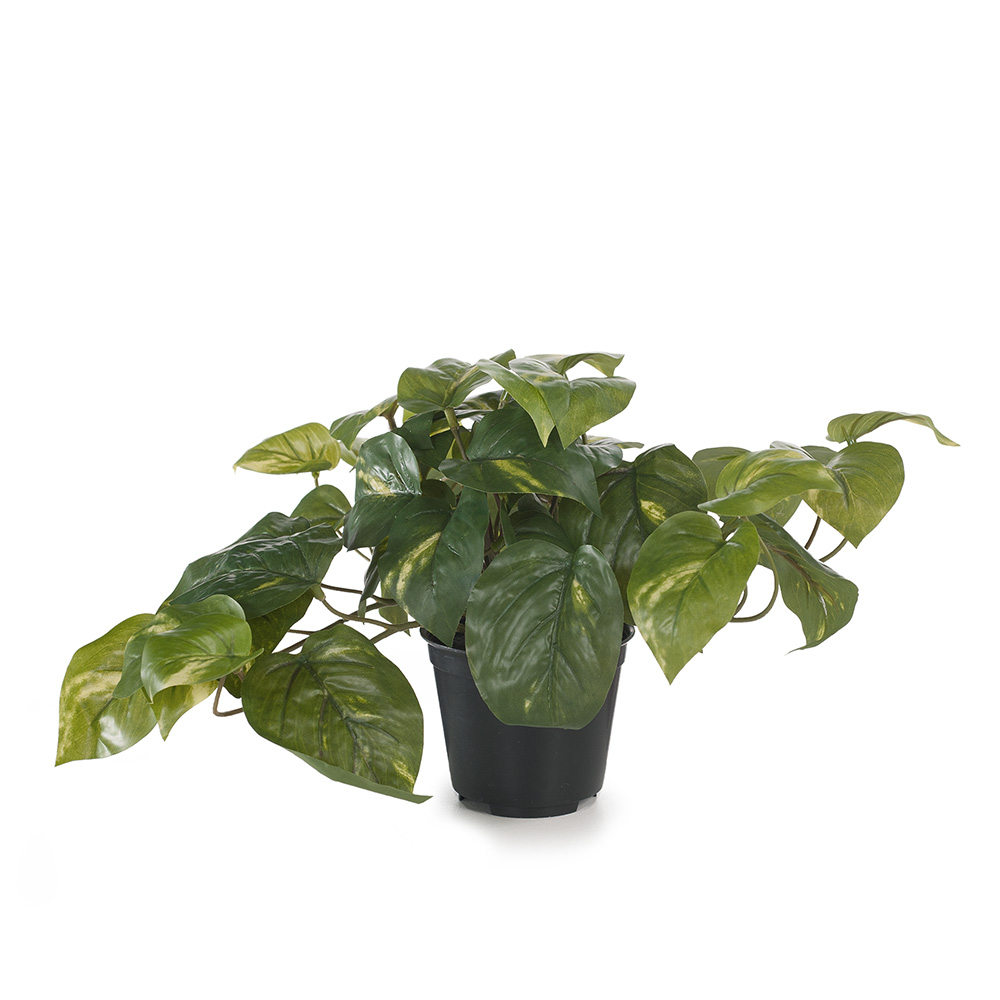 Pothos Variegated 19cmh w/Pot