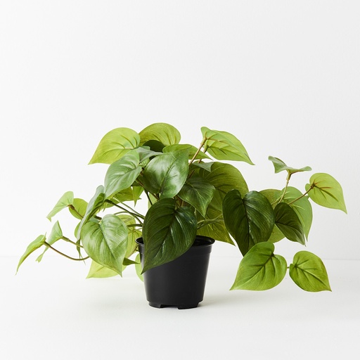 [FI7268GR] Philodendron Green 19cm w/Pot