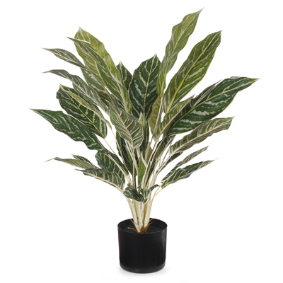 [FI7277GR] Aglaonema Green 75cm
