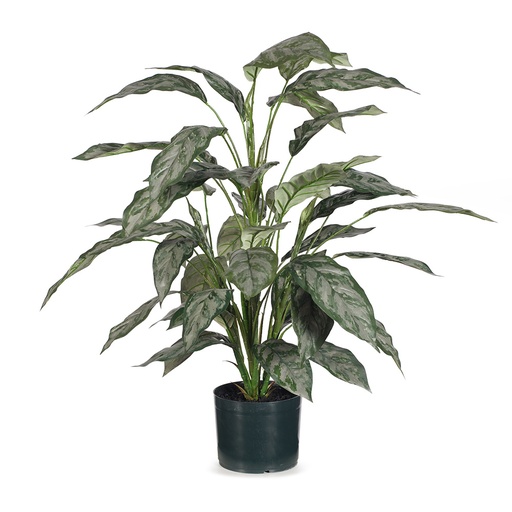 [FI7570GR] Silver Queen Plant