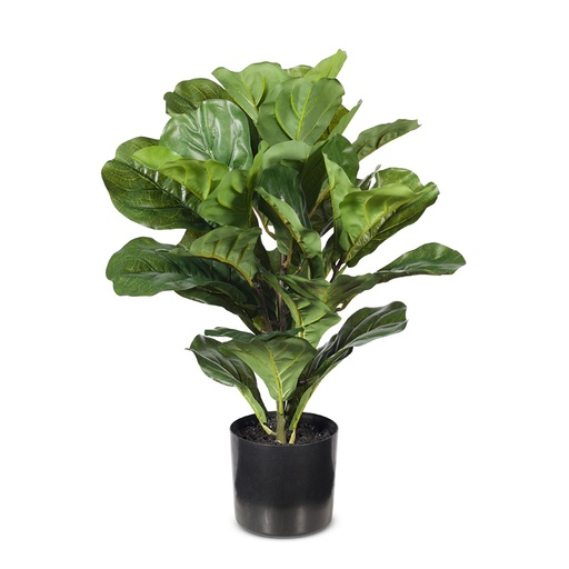 [FI7709GR] Fiddle Leaf Plant Green 53cmh