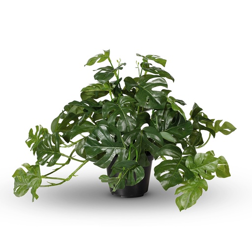 [FI7739GR] Monstera Hanging Bush w/Pot