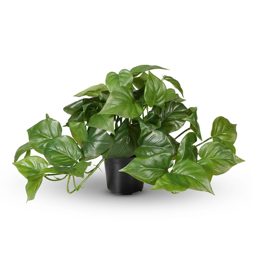 [FI7740GR] Philodendron Hanging Bush w/Pot