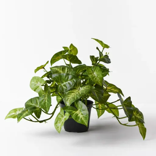 [FI7742GR] Syngonium Hanging Bush w/Pot