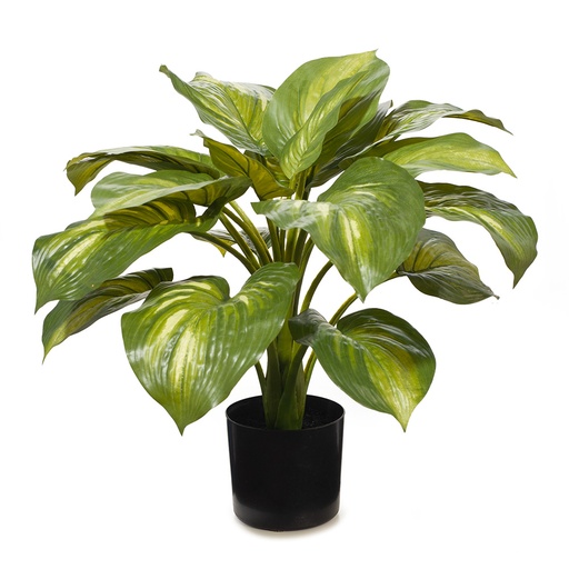 [FI7869VG] Hosta Variegated 50cmh w/Pot 
