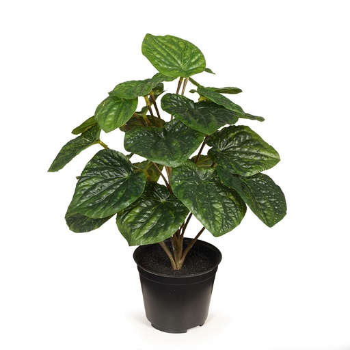[FI7964GR] Peperomia Caperata Green 26cm w/Pot