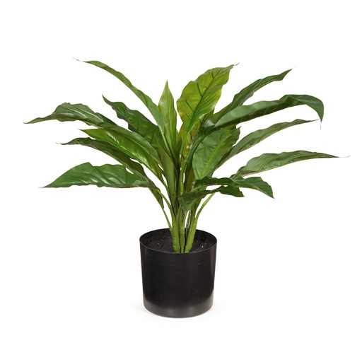 [FI8051GR] Spathiphyllum w/Pot
