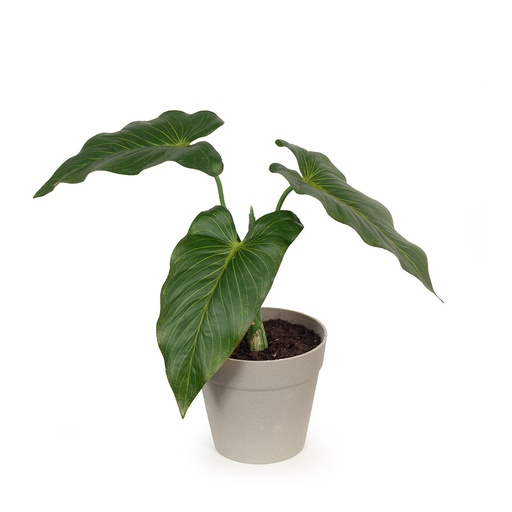 [FI8118GR] Anthurium Plant in Pot