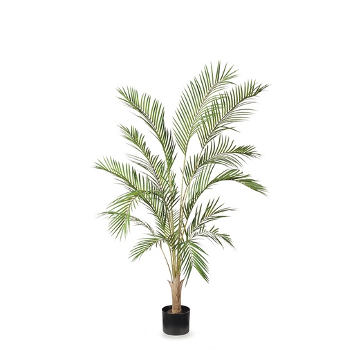 [FI8154GR] Palm Phoenix Tree
