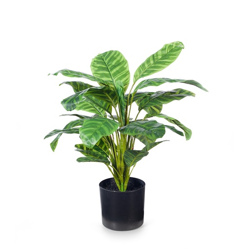 [FI8171GR] Calathea Plant Green 50cmh