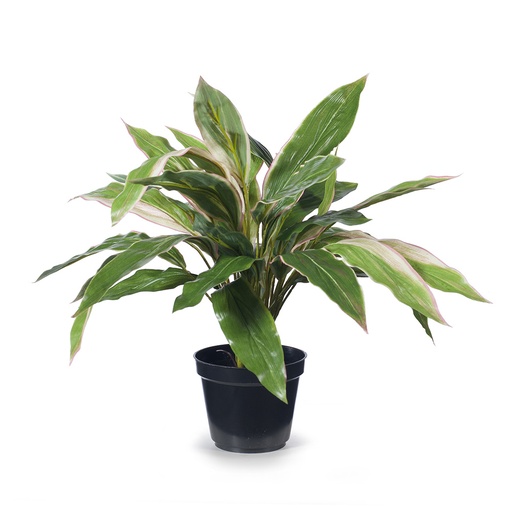 [FI8181GP] Cordyline Plant Green Pink 40cmh
