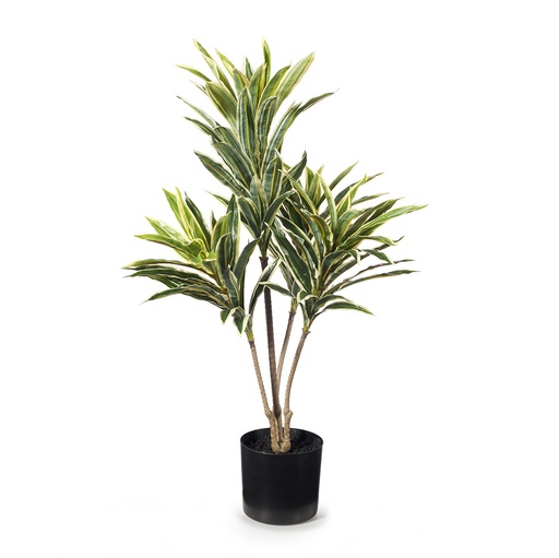 [FI8183VG] Cordyline Plant Variegated