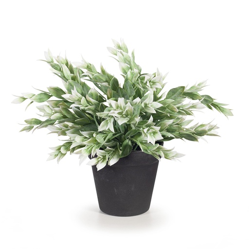 [FI8337GW] Ruscus Buch Green White 25cmh w/Pot 