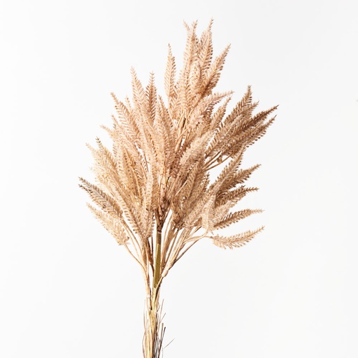 [FI8710CF] Sorghum Spray