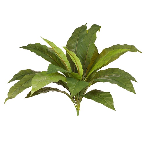 [FI6890GR] Fern Birds Nest Bush 54