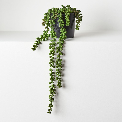 [FI8685GR] String of Pearls Green 45cml w/Pot