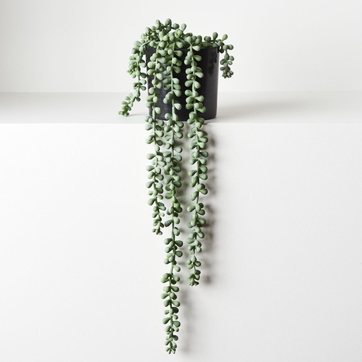 [FI8685GY] String of Pearls Grey Green 45cml w/Pot