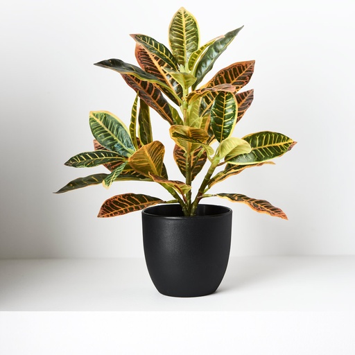 [FI8725GRD] Croton Green Red 26cmh w/Pot
