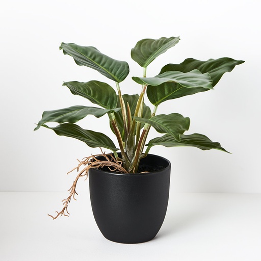 [FI8728GR] Spathiphyllum in Pot