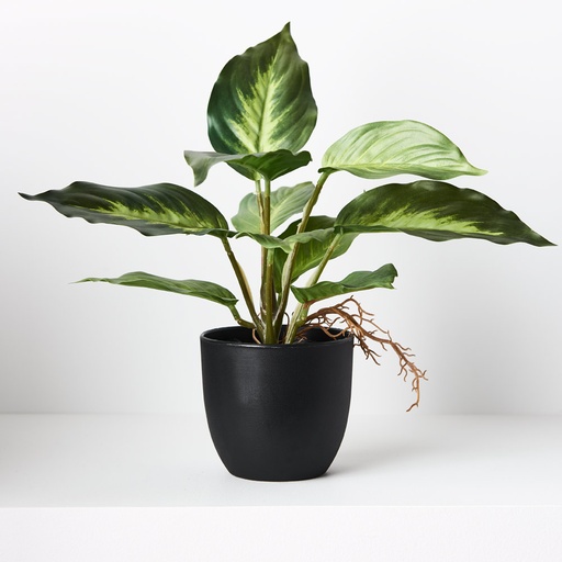 [FI8729VG] Spathiphyllum in Pot - Variegated