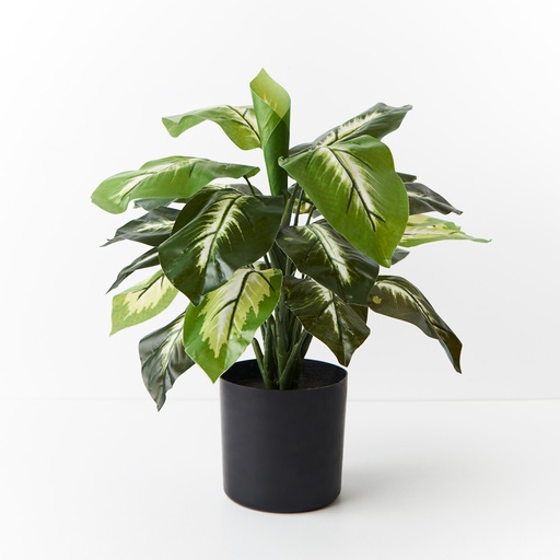 [FI8734GR] Dieffenbachia Plant Green 50cmh