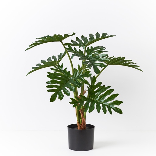[FI8738GR] Philodendron Selloum Plant Green 75cmh