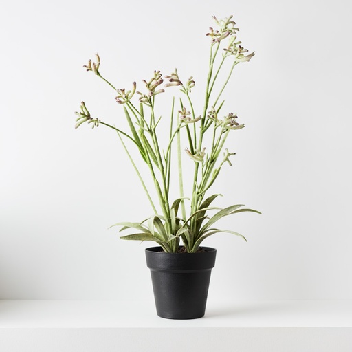 [FI8792GM] Kangaroo Paw Print Green Mauve 60cmh