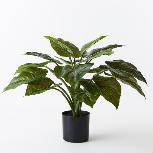 [FI8800GR] Caladium w/Pot 