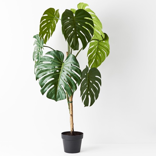 [FI8940GR] Monstera Vine Plant Green 120cmh