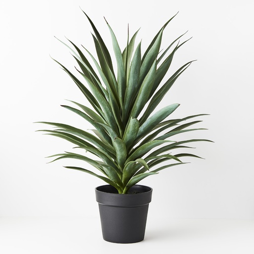 [FI8902GR] Yucca Plant Green 80cmh