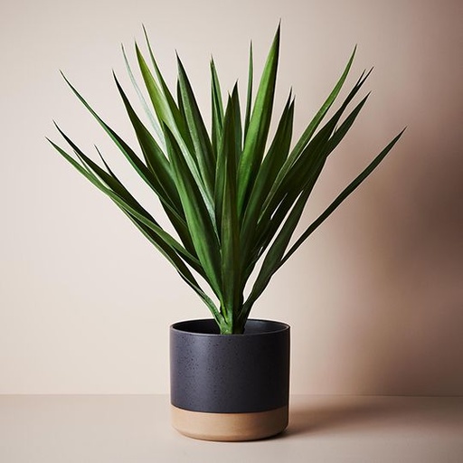 [FI8964GR] Yucca Plant Green 70cmh