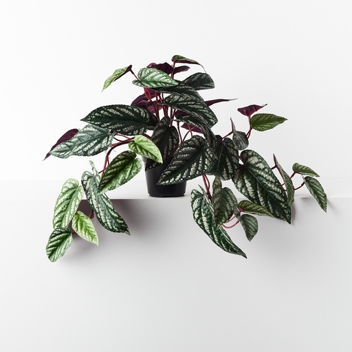 [FI9075GRBU] Begonia Rex Hanging Bush in Pot 