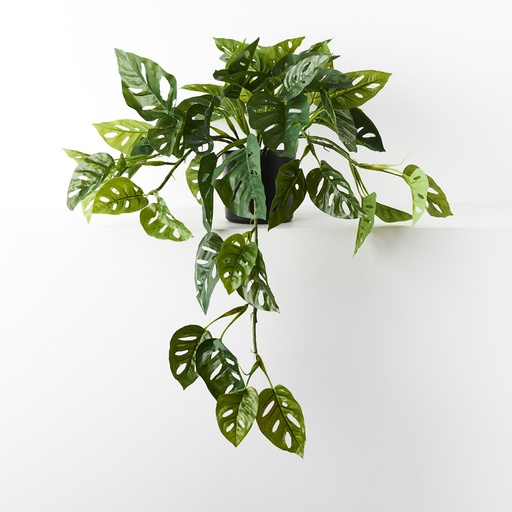[FI9079GR] Monstera Adansonii Hanging Bush Green 76cml w/Pot