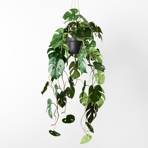 [FI9136GR] Monstera Hanging 105cml Green w/Pot
