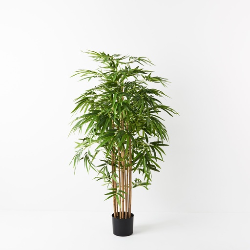 [FI9304GR] Bamboo Golden Plant Green 150cmh