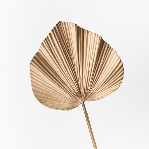 [FI9155CB] Palm Fan - Cream Brown