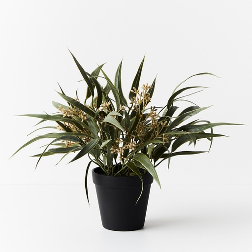 [FI9217GY] Eucalyptus Seed Bush Grey Green w/Pot