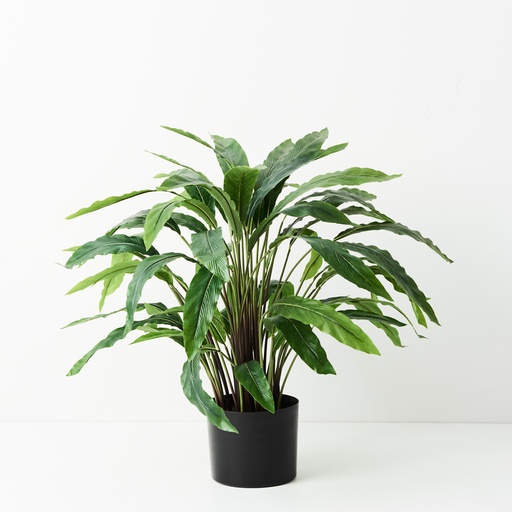 [FI9188GR] Calathea Plant Green 60cmh