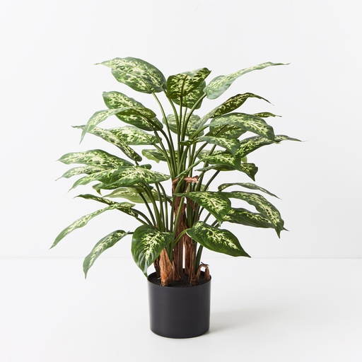 [FI9289GRY] Dieffenbachia Plant Green Yellow 60cmh